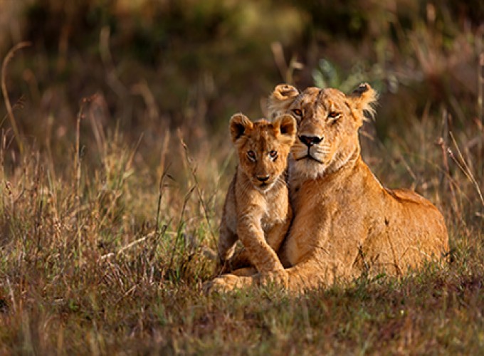 image - Longleat Safari & Adventure Park