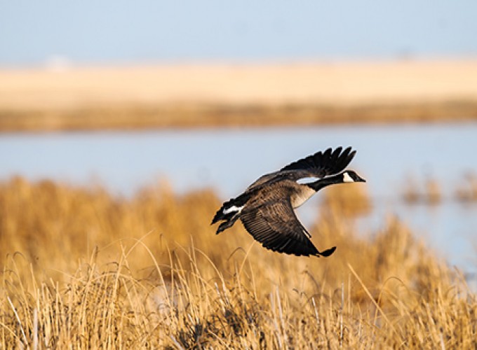 image - Radipole Lake Nature Reserve