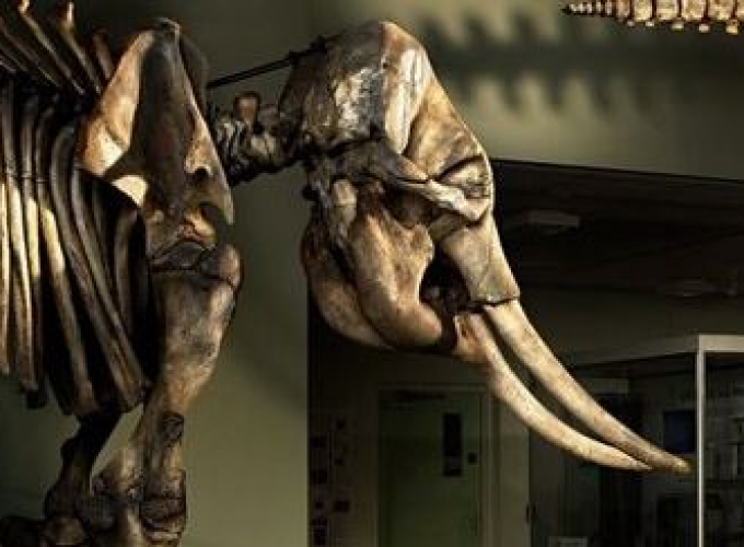 Cole Museum of Zoology
