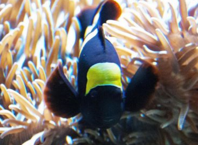 image - Sea Life Adventure Park