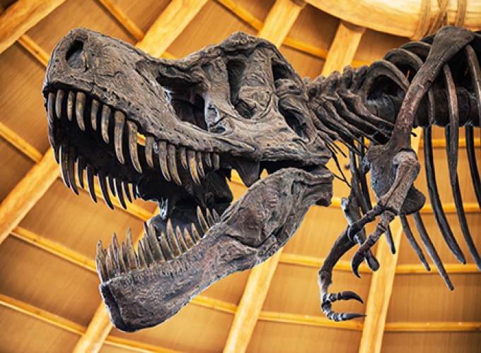 Natural History Museum 